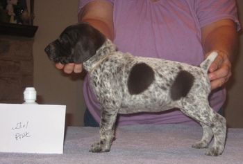 4 weeks old

