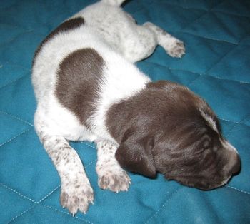 16 days old
