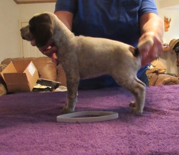 5 weeks old
