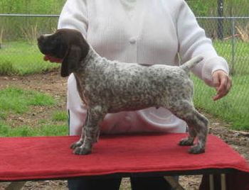 Boy 1 Romeo 7 weeks old. Now Gunner
