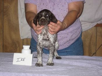 6 weeks old

