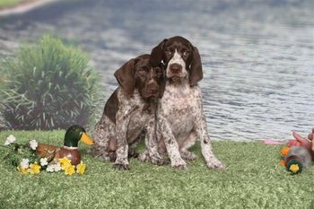 Nikki and Kissy at 11 weeks old
