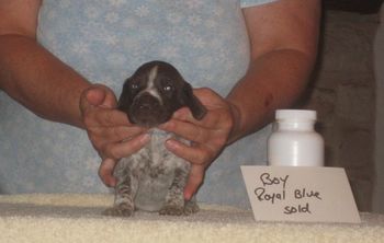 Boy Royal Blue 3 wks old SOLD-Gordon

