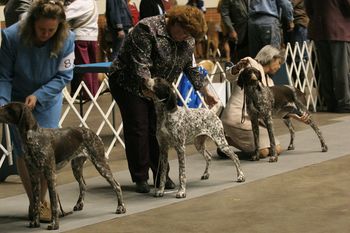Puppy Bitch Line up at Montogmery, AL Nikki, Kissy and Babe 9 Months old
