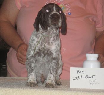 Light Blue Boy 5 wks old Sold to Kresha
