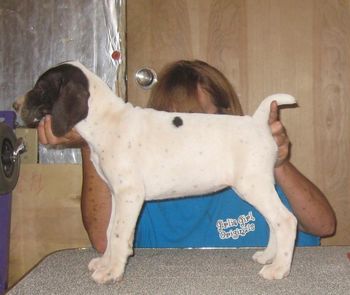 8 weeks old
