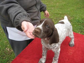 Boy 1 Romeo 7 weeks old. Now Gunner
