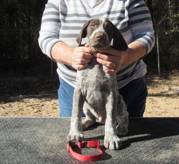 9 weeks old
