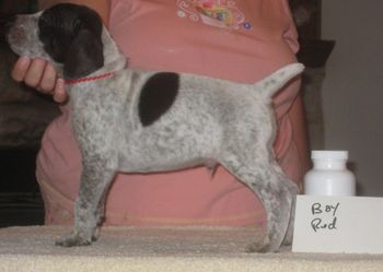 Red Boy 5 wks old SOLD
