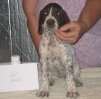 7 weeks old
