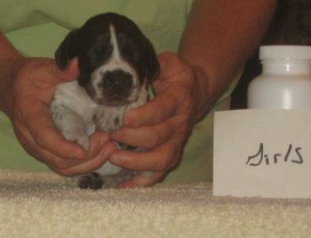 Girl 2 wk old
