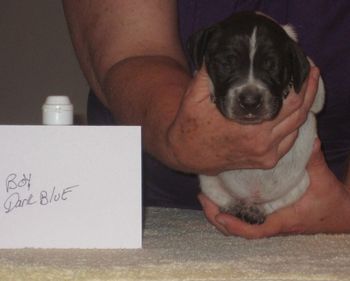 2 1/2 weeks old
