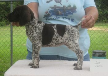 White Girl 7 wks old

