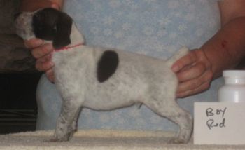 Boy Red 3 wks old SOLD
