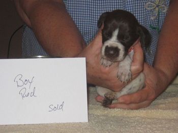 3 weeks old

