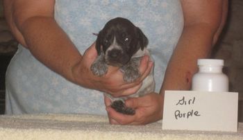 Girl Purple 3 wks old SOLD
