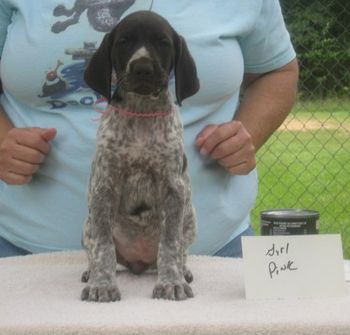 Pink Girl 7 wks old
