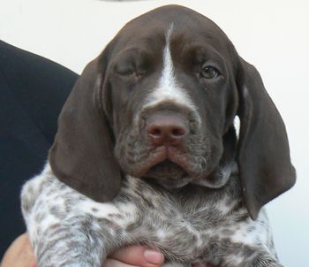 Boy 1 Romeo 7 weeks old. Now Gunner

