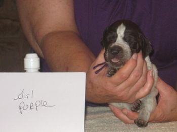 2 1/2 weeks old
