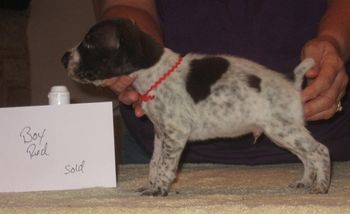 4 weeks old
