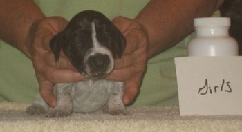 Girl 2 wk old

