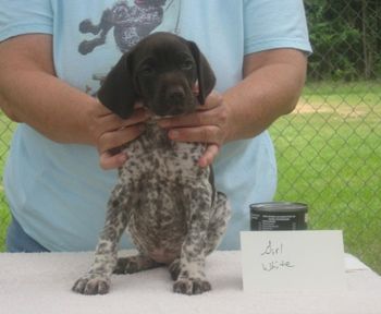 White Girl 7 wks old
