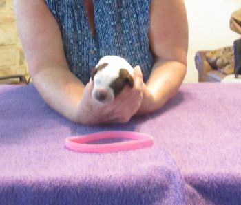 1 week old
