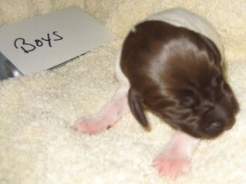 Boy 1 wk old
