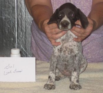 7 weeks old
