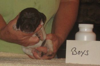 Boy 2 wk old
