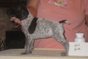 Pink Girl 5 wks old
