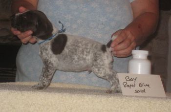 Boy Royal Blue 3 wks Old SOLD-Gordon
