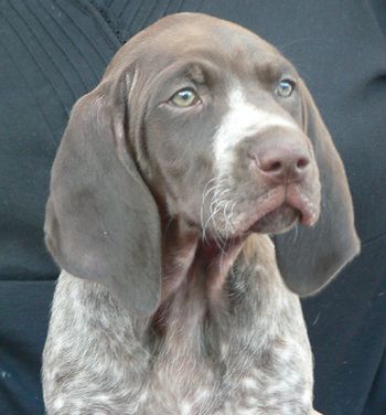 Girl 4 Sweetie 7 weeks old. Now Matilda
