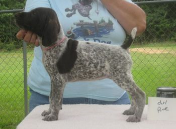 Pink Girl 7 wks old
