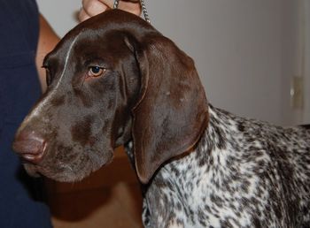 4.5 months old
