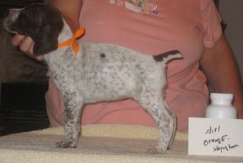 Orange Girl 5 wks old
