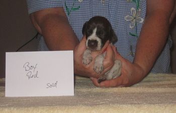 3 weeks old
