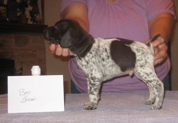 4 weeks old
