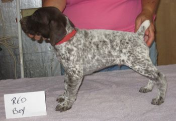 5 weeks old
