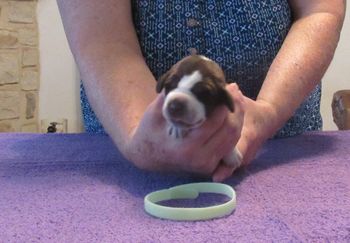 1 week old
