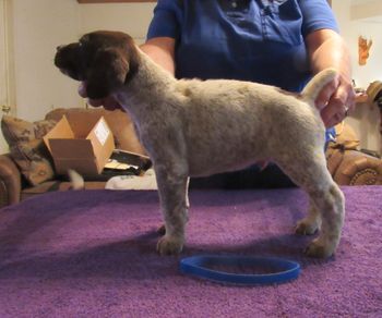 5 weeks old
