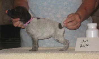Girl Purple 3 wks old SOLD
