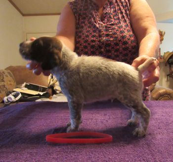 4 weeks old
