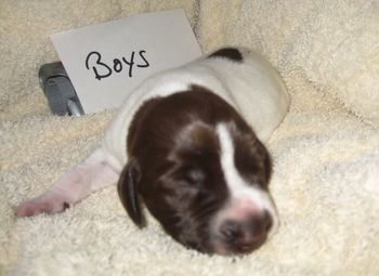 Boy 1 wk old
