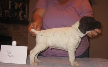 4 weeks old
