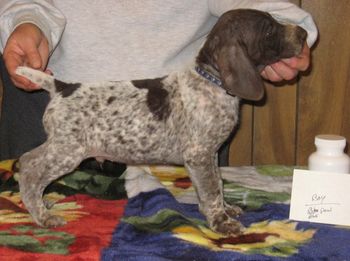 Braerwood Freedom's Choice residing with the Powell Family in Louisiana
