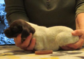 2 weeks old
