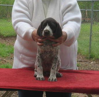 Girl 5 Kissy 7 weeks old staying here
