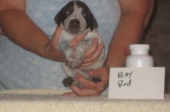 Boy Red 3 wks old SOLD
