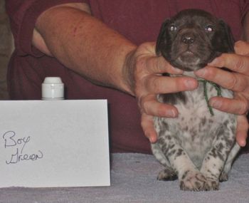 3 weeks old
